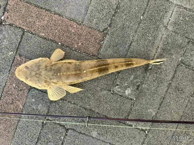 鲬鱼钓获 深圳市 0.3kg