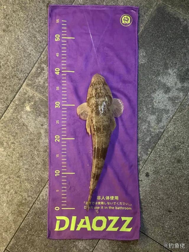 鲬鱼钓获 深圳市 0.6kg