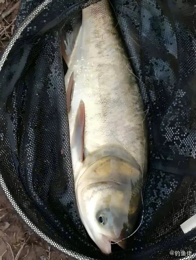 鳙鱼钓获 葫芦岛市 32kg
