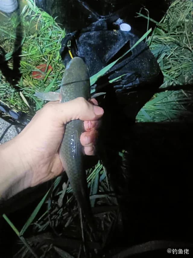 圆颌北梭鱼钓获 营口市 0.5kg