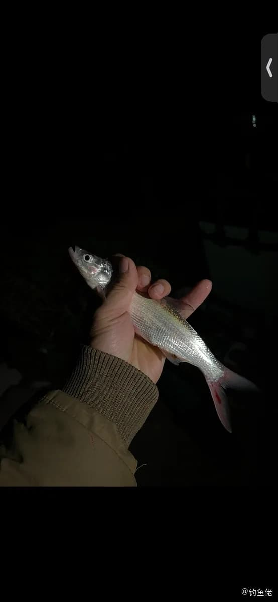 圆颌北梭鱼钓获 上海市 0.15kg