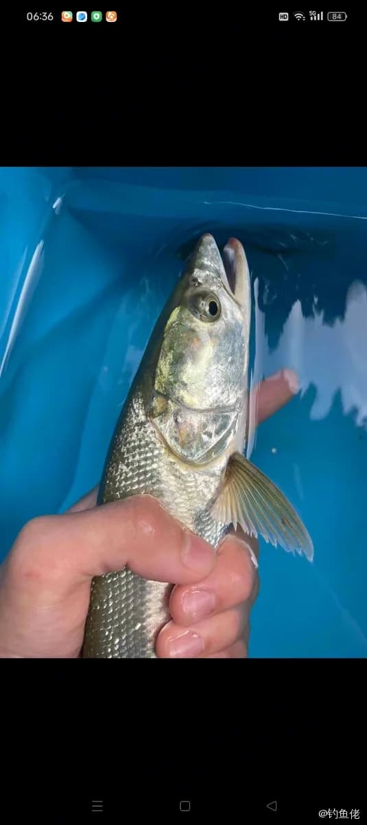 圆颌北梭鱼钓获 孝感市 0.2kg