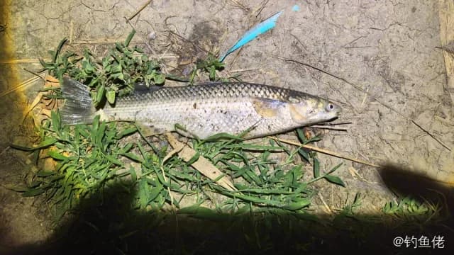 圆颌北梭鱼钓获 天津市 1.5kg