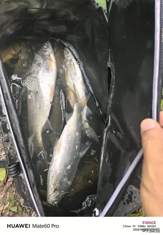 圆吻鲴钓获 南充市 0.7kg