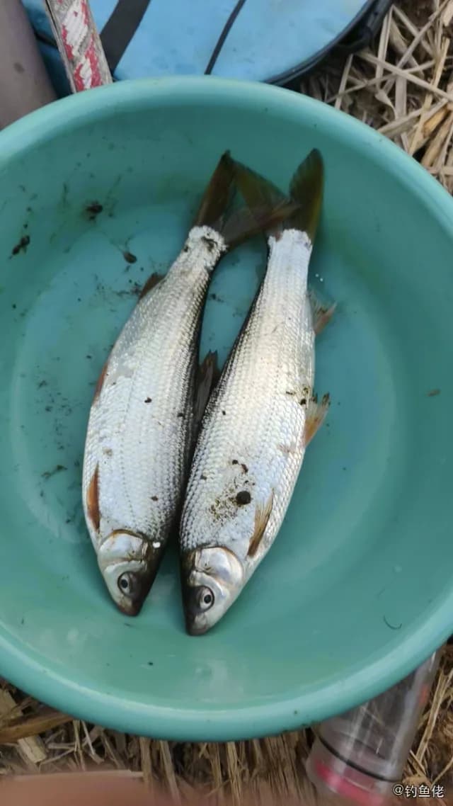圆吻鲴钓获 杭州市 0.04kg