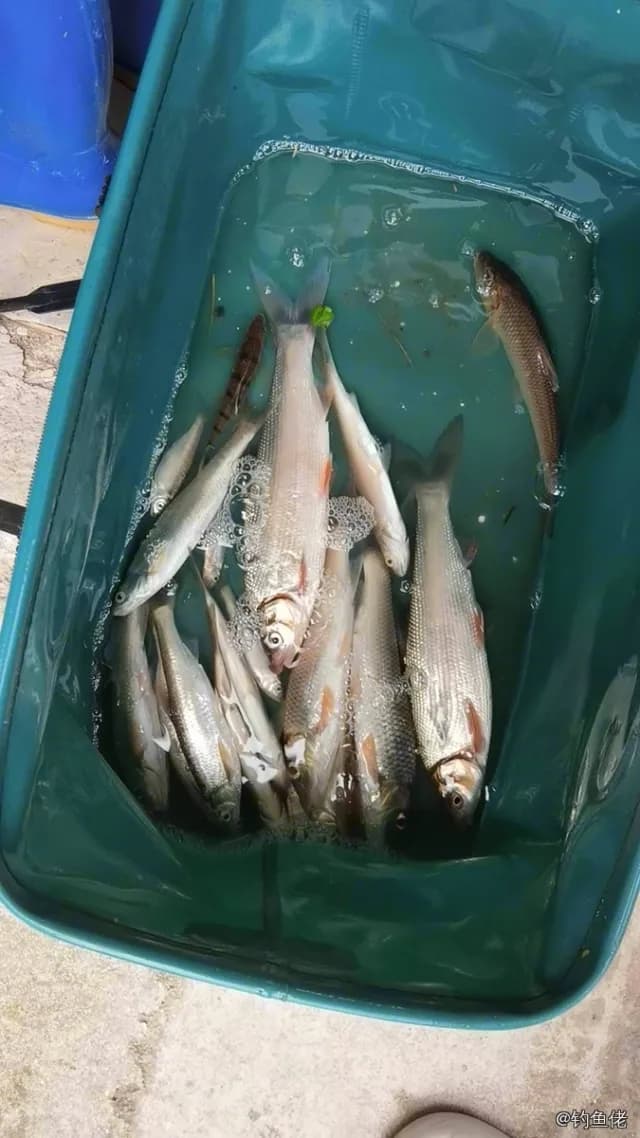 圆吻鲴钓获 吉安市 0.2kg