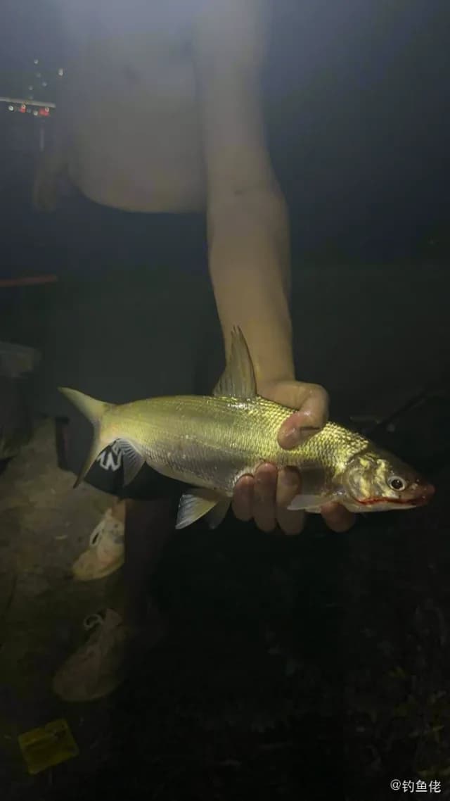 圆吻鲴钓获 鹰潭市 0.5kg