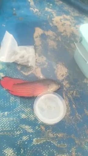 圆眼戴氏鱼钓获 北海市 0.1kg