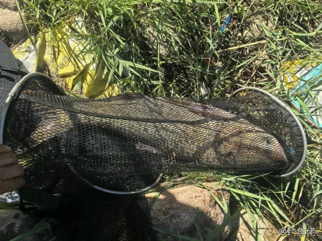 圆燕鱼钓获 济南市 0.2kg