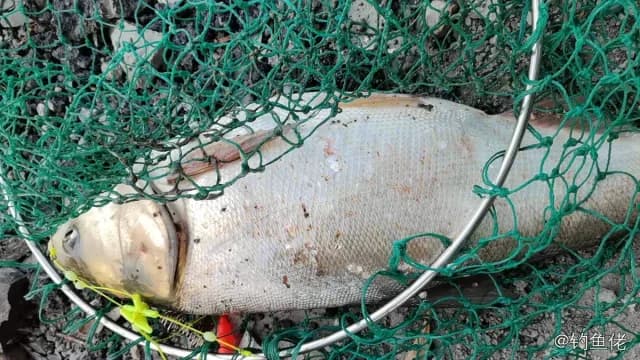 圆燕鱼钓获 合肥市 0.2kg