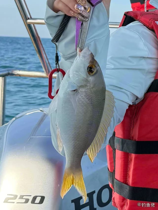 约氏笛鲷钓获 合肥市 0.8kg