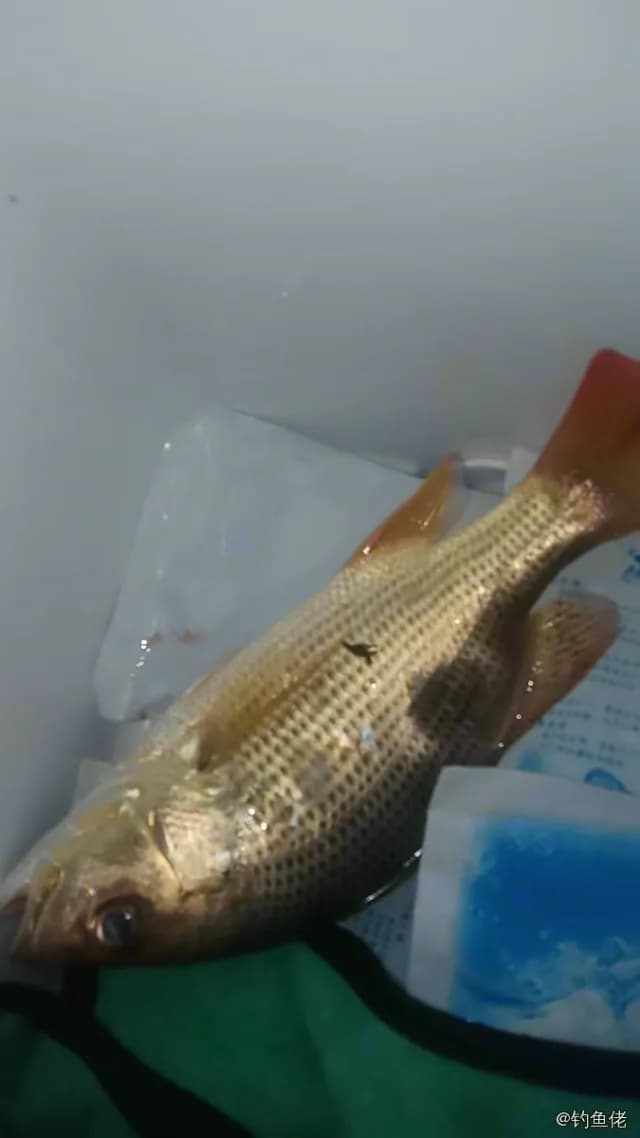 约氏笛鲷钓获 湛江市 0.8kg