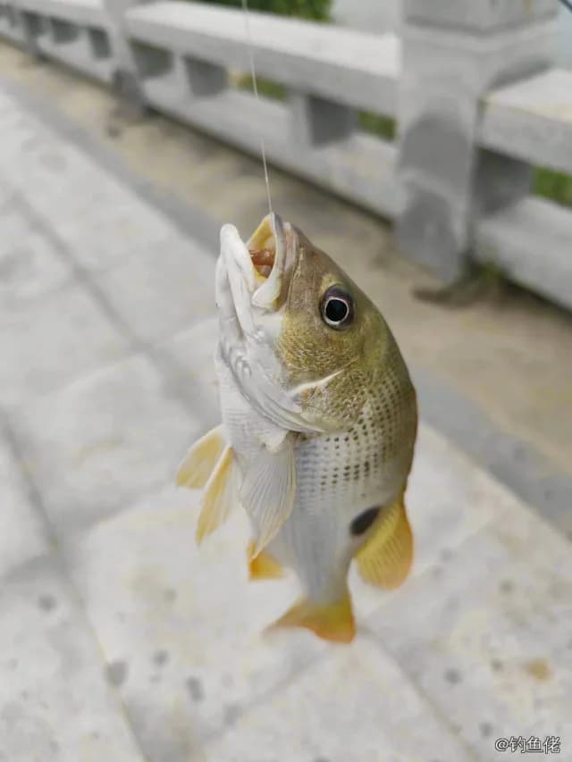 约氏笛鲷钓获 厦门市 0.8kg
