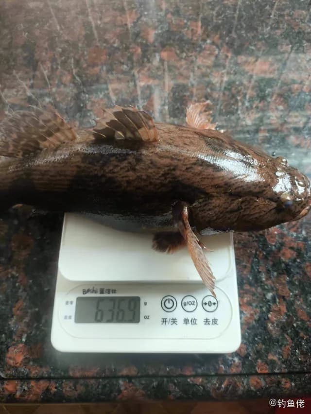 云斑尖塘鳢钓获 揭阳市 0.7kg