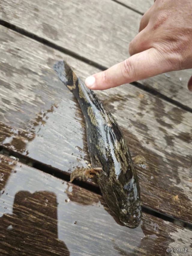 云斑尖塘鳢钓获 深圳市 1kg