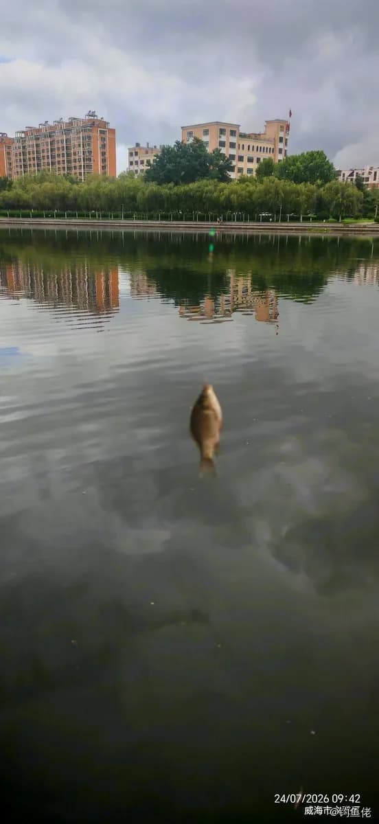 杂色尖嘴鱼钓获 威海市 0.03kg
