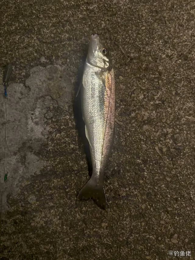 杂色鱚钓获 香港特别行政区 0.5kg