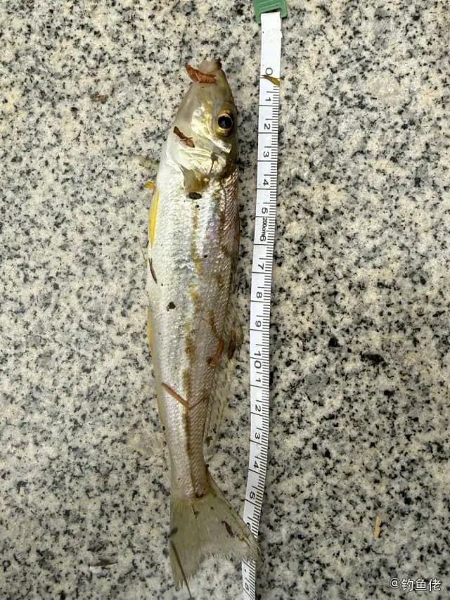 杂色鱚钓获 香港特别行政区 0.1kg