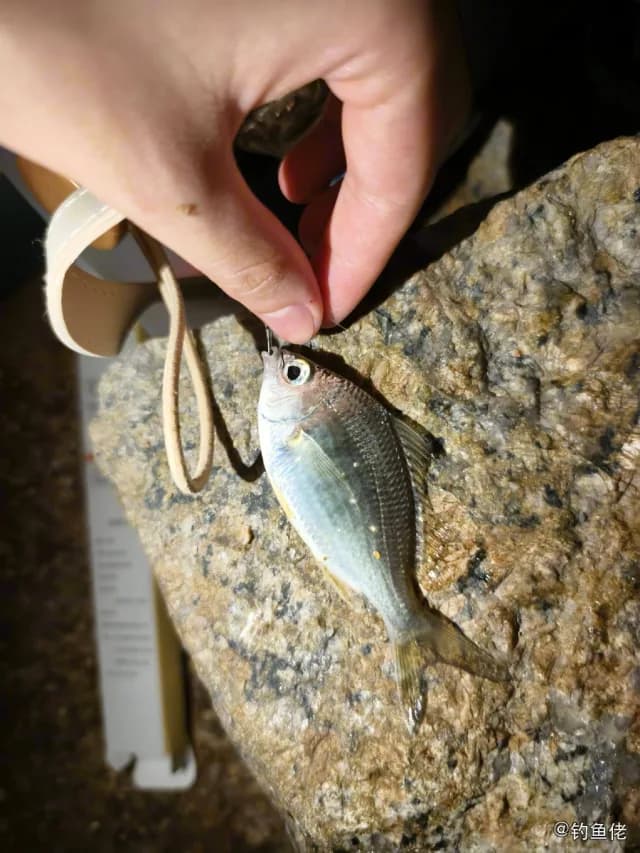 长棘银鲈钓获 深圳市 0.24kg