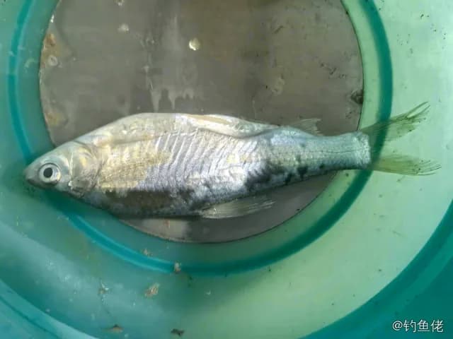 长棘银鲈钓获 长沙市 0.2kg