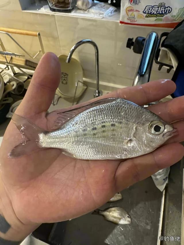 长棘银鲈钓获 深圳市 0.03kg