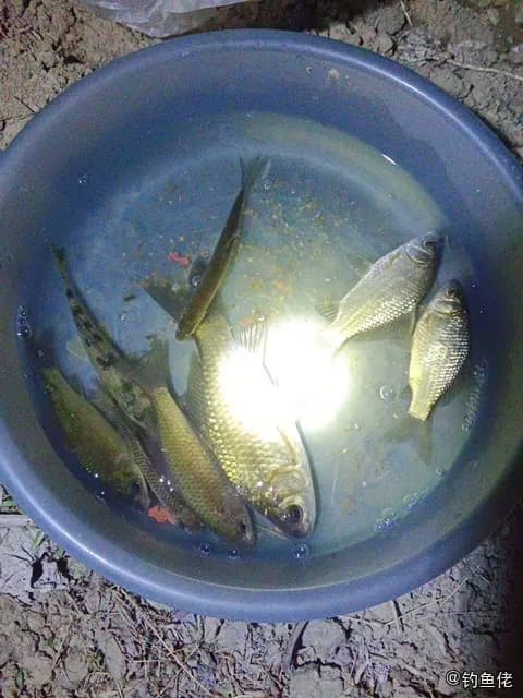 长棘银鲈钓获 苏州市 0.03kg