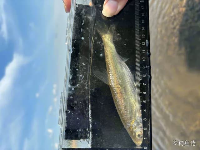 长麦穗鱼钓获 哈尔滨市 1kg