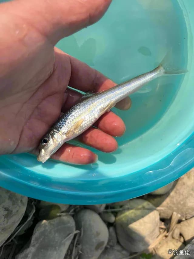长麦穗鱼钓获 常德市 0.04kg