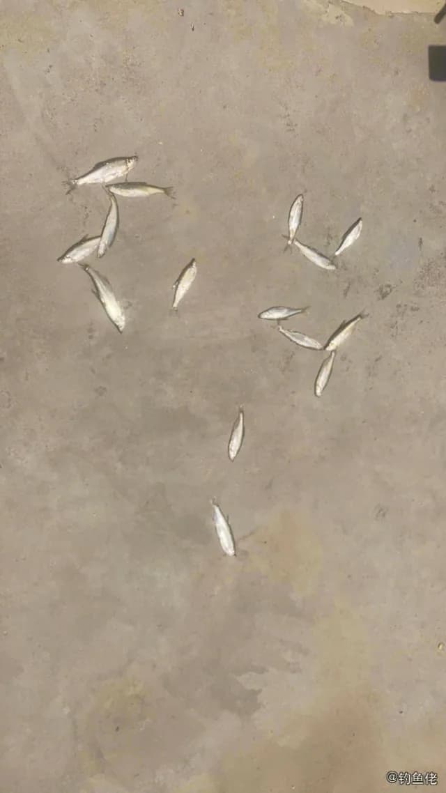 长麦穗鱼钓获 潍坊市 0.02kg