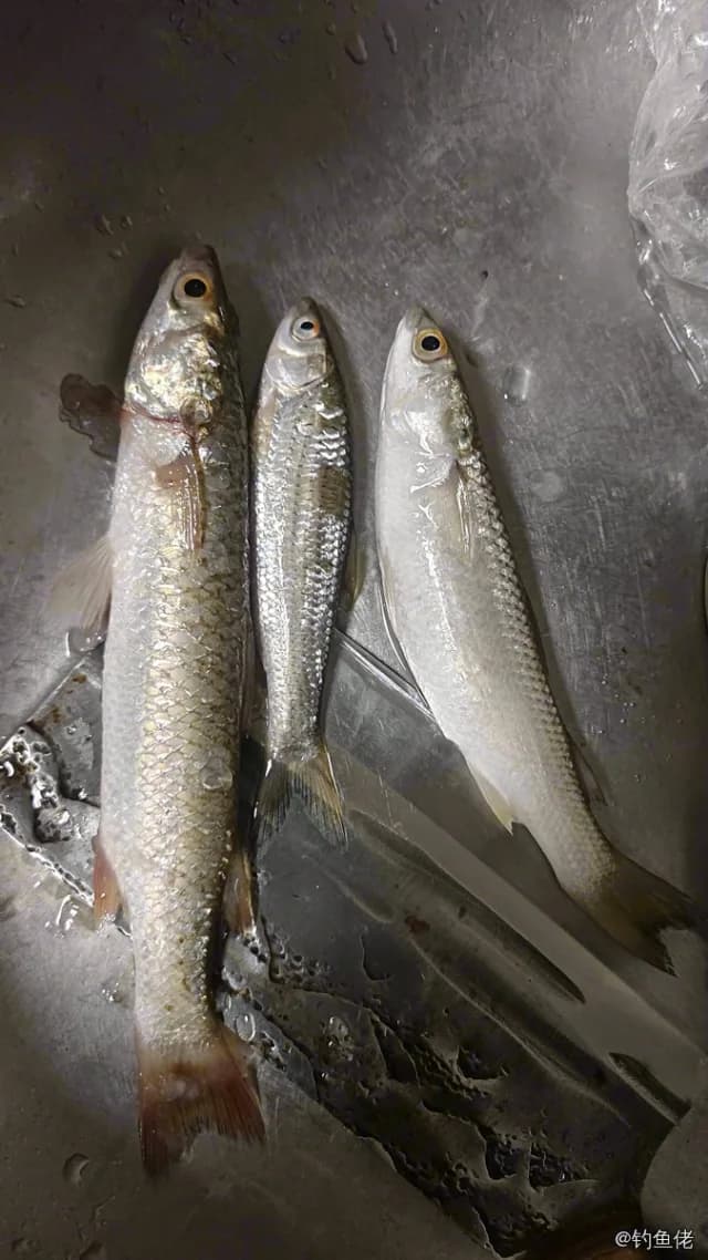 长鳍莫鲻钓获 钦州市 0.2kg