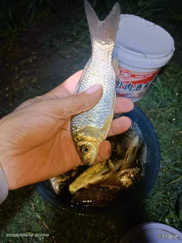 长鳍莫鲻钓获 苏州市 0.15kg