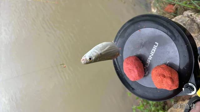 长鳍莫鲻钓获 珠海市 0.6kg