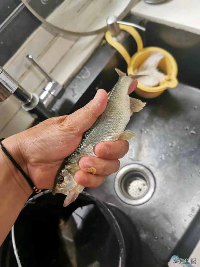 长鳍莫鲻钓获 绵阳市 0.2kg