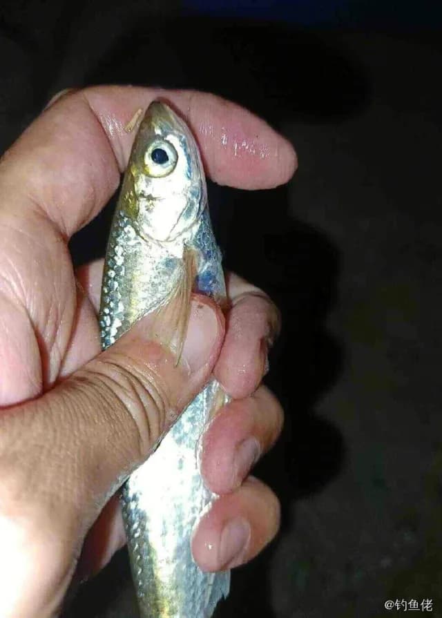 长鳍莫鲻钓获 衡水市 0.2kg