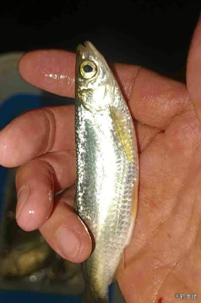 长鳍莫鲻钓获 衡水市 0.2kg