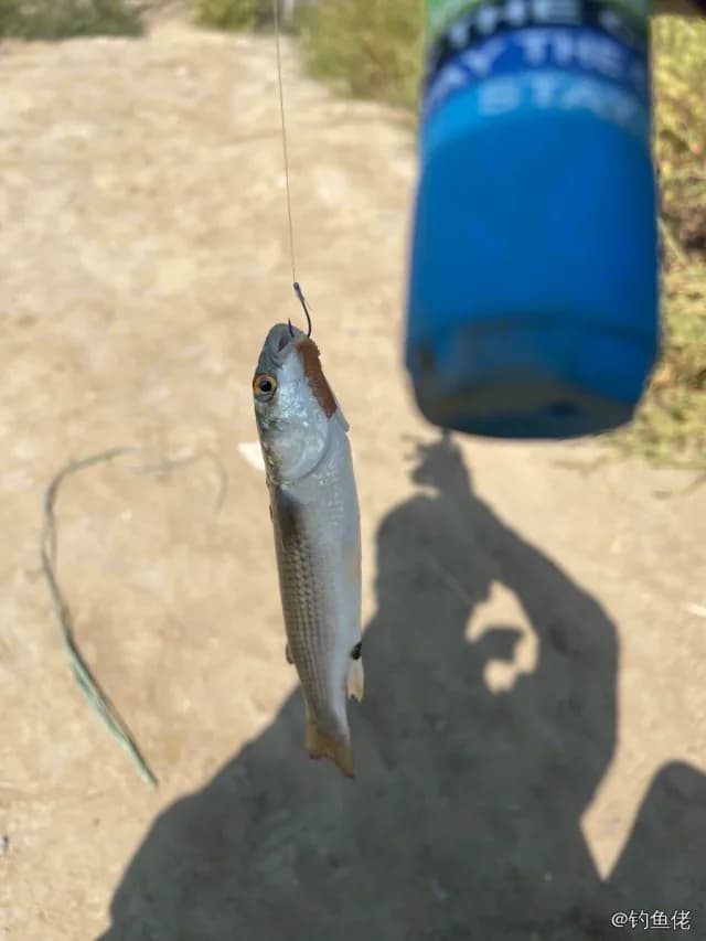 长体蛇鲻钓获 唐山市 0.3kg