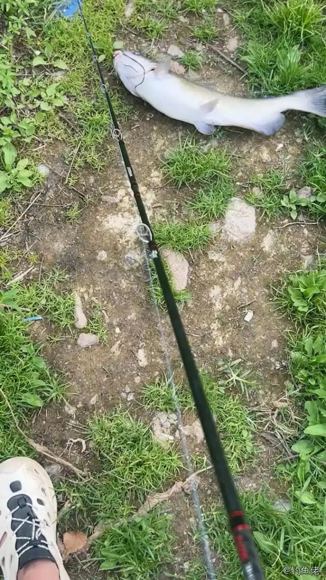长吻鮠钓获 济宁市 0.5kg