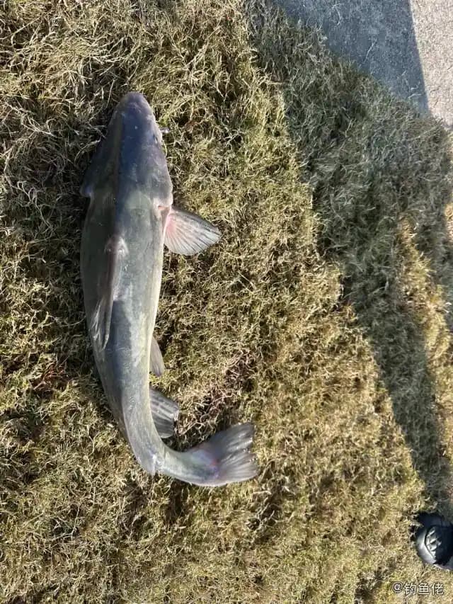 长吻鮠钓获 上海市 3kg