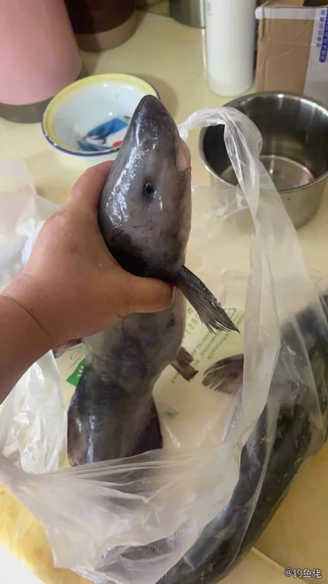 长吻鮠钓获 贵阳市 1.5kg