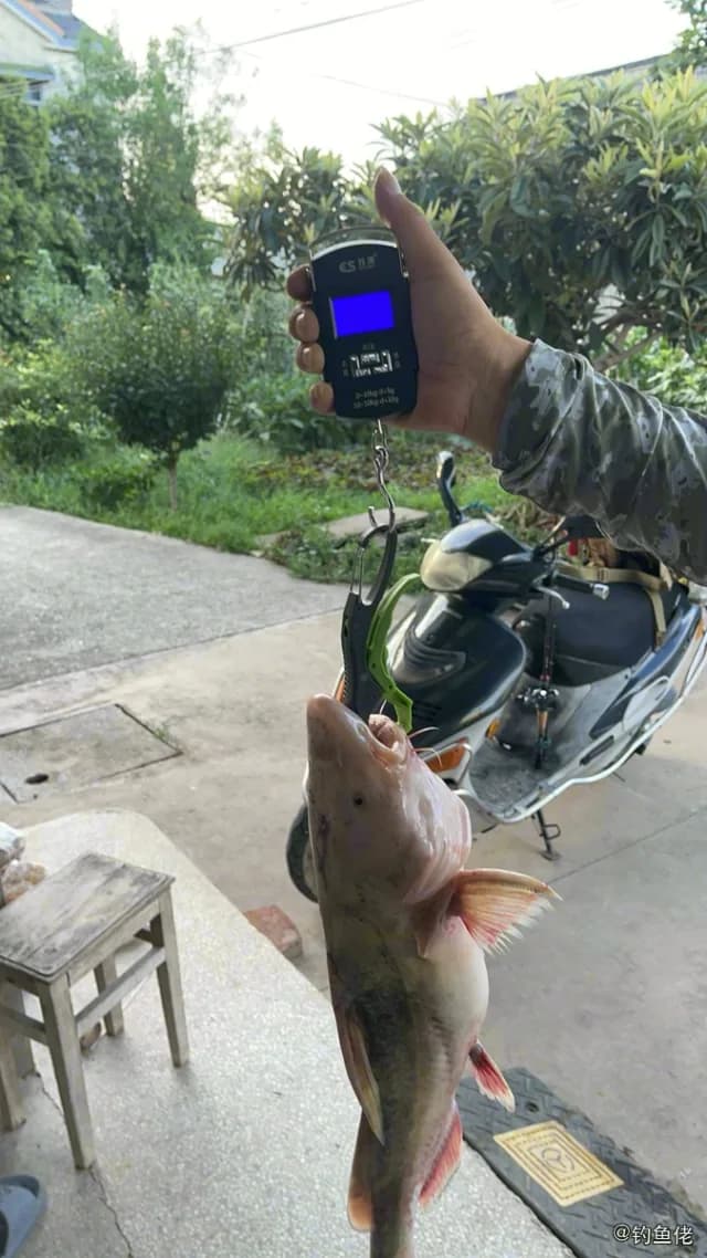 长吻鮠钓获 镇江市 2.5kg