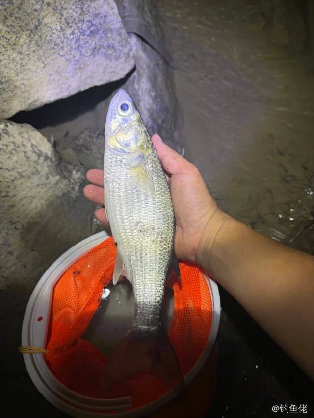 遮目鱼钓获 泉州市 1.5kg
