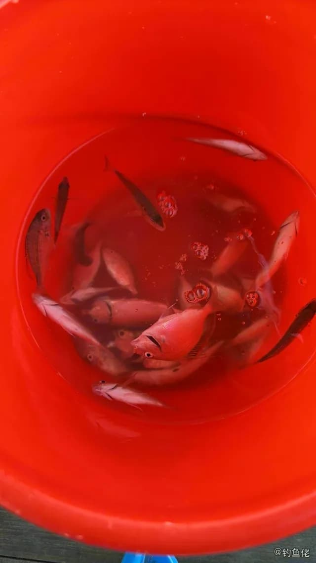 真赤鲷钓获 中华人民共和国 0.3kg