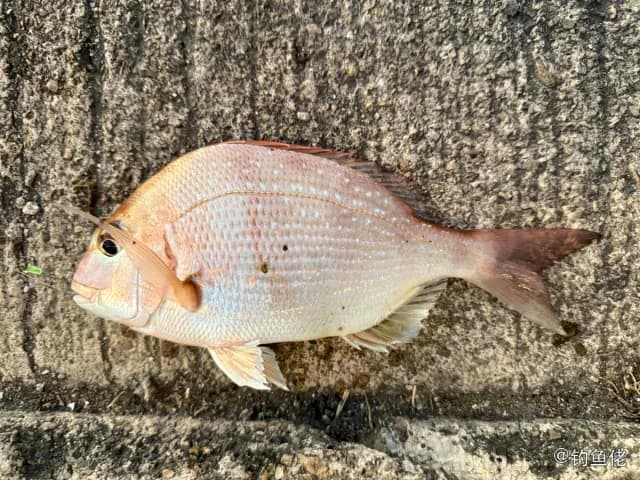 真赤鲷钓获 香港特别行政区 0.8kg