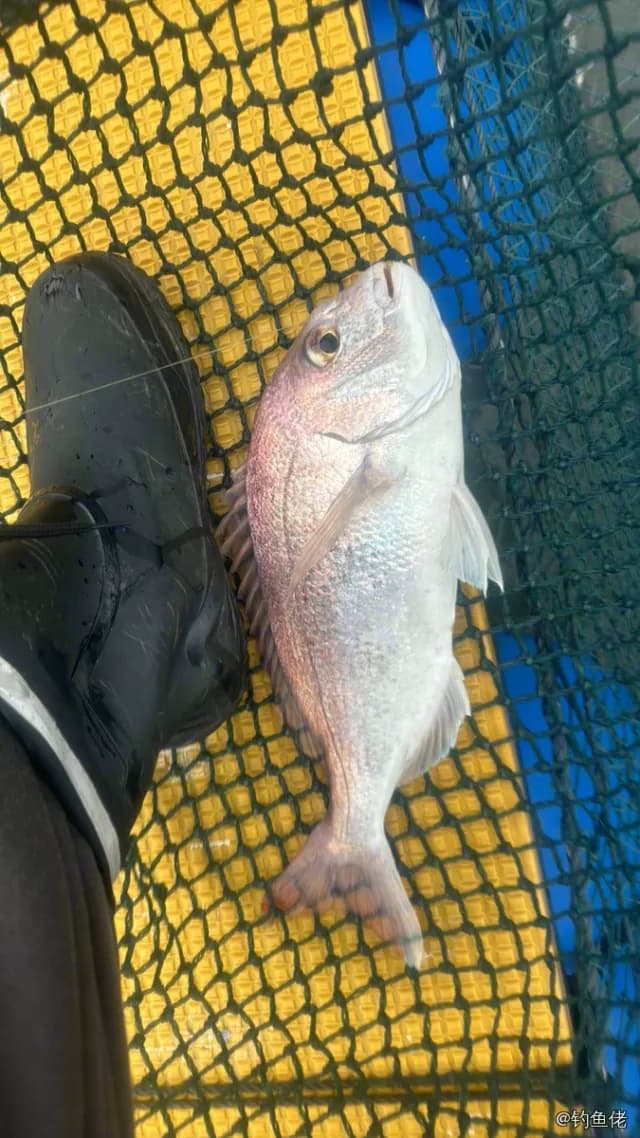 真赤鲷钓获 泉州市 1.2kg
