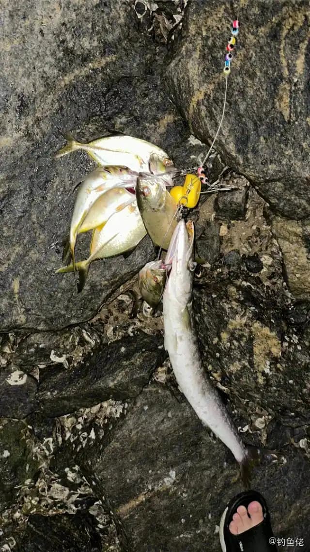 直线若鲹钓获 茂名市 0.5kg