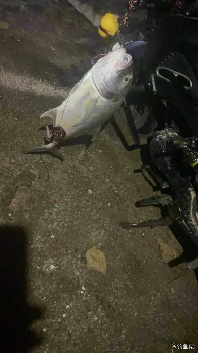 直线若鲹钓获 珠海市 3.5kg