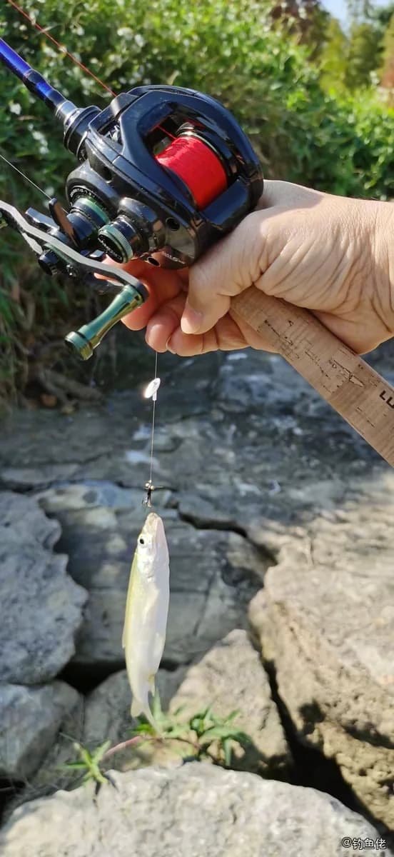 中国大银鱼钓获 百色市 0.01kg