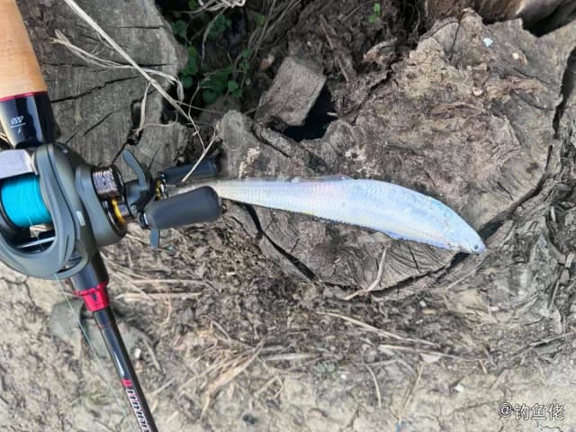 中国大银鱼钓获 苏州市 0.01kg