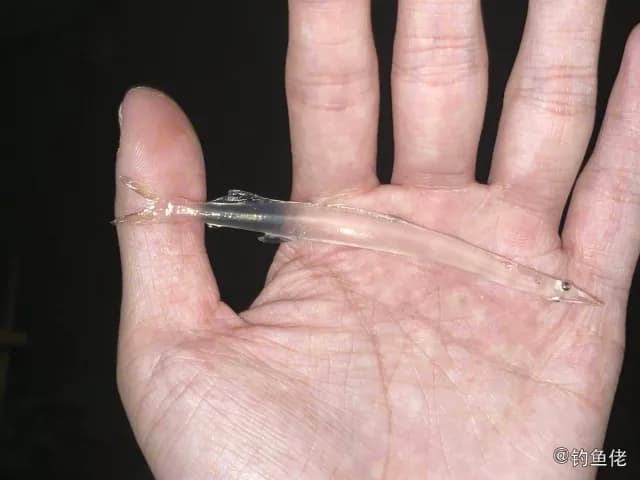 中国大银鱼钓获 南宁市 0.05kg