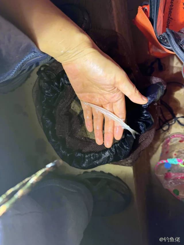 中国大银鱼钓获 梧州市